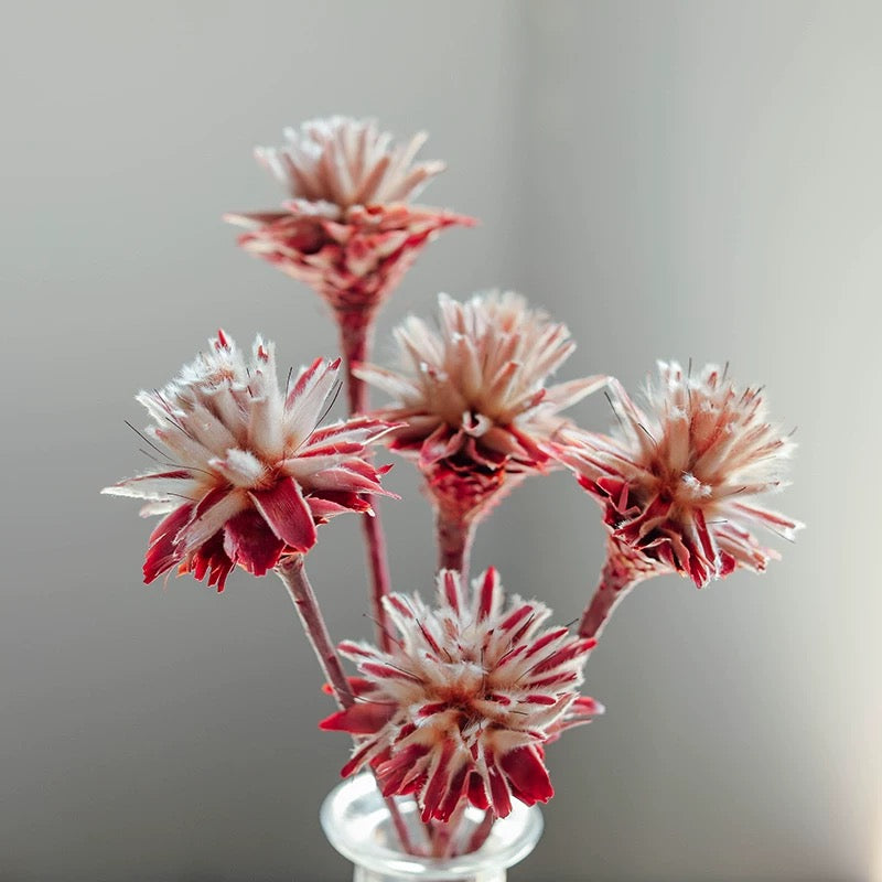 Natural Feather Chrysanthemum Dried Bouquet