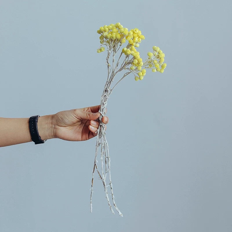 Yellow Wax Daisies