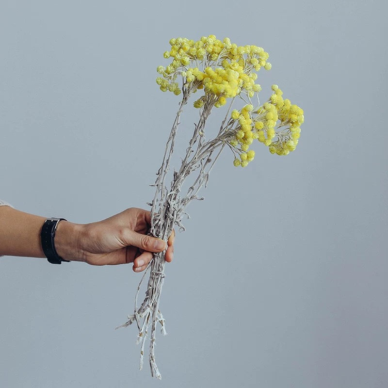 Yellow Wax Daisies