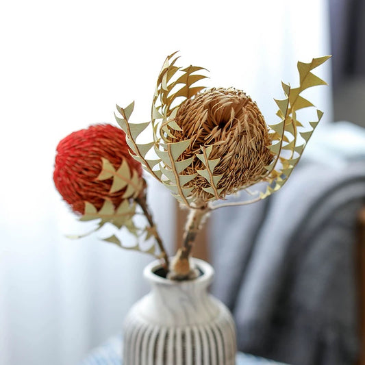 Dried Spherical Banksia Flowers