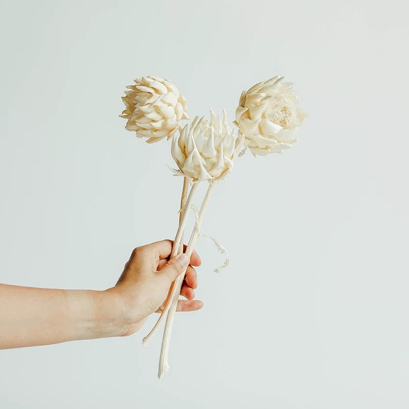 Dried White Sakura Fruit